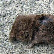 Dusky Shrew