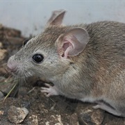 White-Toothed Woodrat