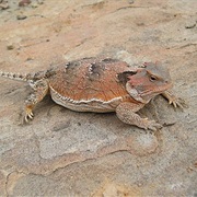 Greater Short-Horned Lizard