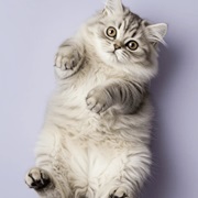 Shows Belly ( Sign of Trust)