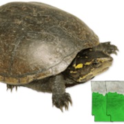 Mississippi Mud Turtle