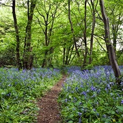 Heartwood Forest, Near Sandridge, UK