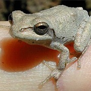 Pine Woods Treefrog