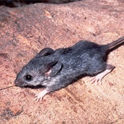 Cactus Deermouse
