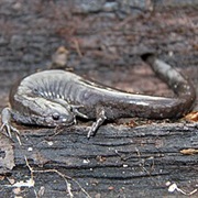 Smallmouth Salamander
