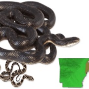 Western Ratsnake