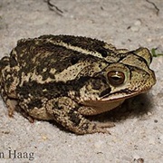 Gulf Coast Toad