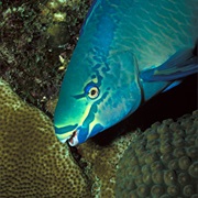 Queen Parrotfish