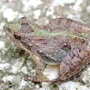 Southern Cricket Frog