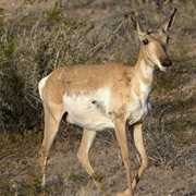 Sonoran Pronghorn