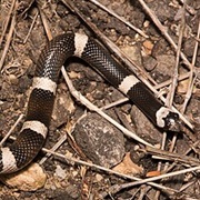 Saddled Leaf-Nosed Snake