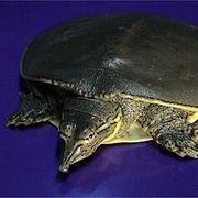 Spiny Softshell Turtle