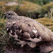 White-Tailed Ptarmigan