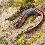 Webster's Salamander