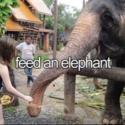 Feed an Elephant