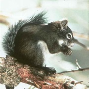 Mount Graham Red Squirrel
