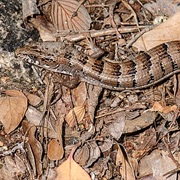 Madrean Alligator Lizard