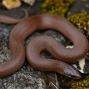 Western Smooth Earth Snake