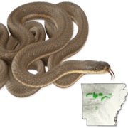 Graham's Crayfish Snake