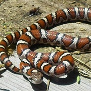 Eastern Milk Snake