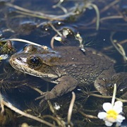 Columbia Spotted Frog