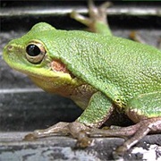 Squirrel Treefrog