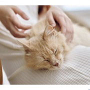 Enjoys Being Petted by U