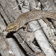 Desert Night Lizard