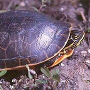 Eastern Chicken Turtle