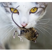 Prey or Toys as Gift