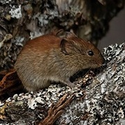 Northern Red-Backed Vole