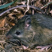 Western Jumping Mouse