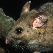Stephen's Woodrat