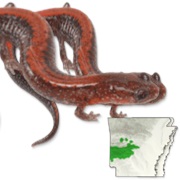 Southern Red-Backed Salamander