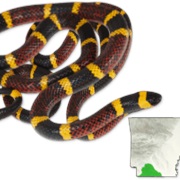 Texas Coralsnake