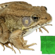 North American Green Frog