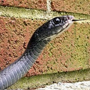 Northern Black Racer