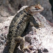 Twin-Spotted Spiny Lizard