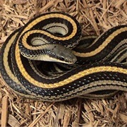 Eastern Patch-Nosed Snake