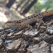Ornate Tree Lizard