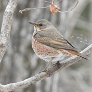 Naumann's Thrush