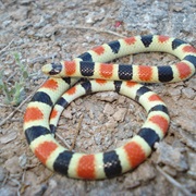 Sonoran Shovel-Nosed Snake