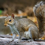 Squirrel