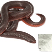 Midwestern Wormsnake