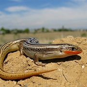 Many-Lined Skink