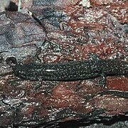 Southern Dusky Salamander