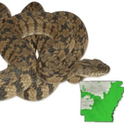 Northern Diamond-Backed Watersnake