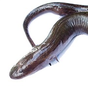Two-Toed Amphiuma