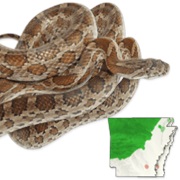 Great Plains Ratsnake