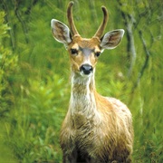 Sitka Deer